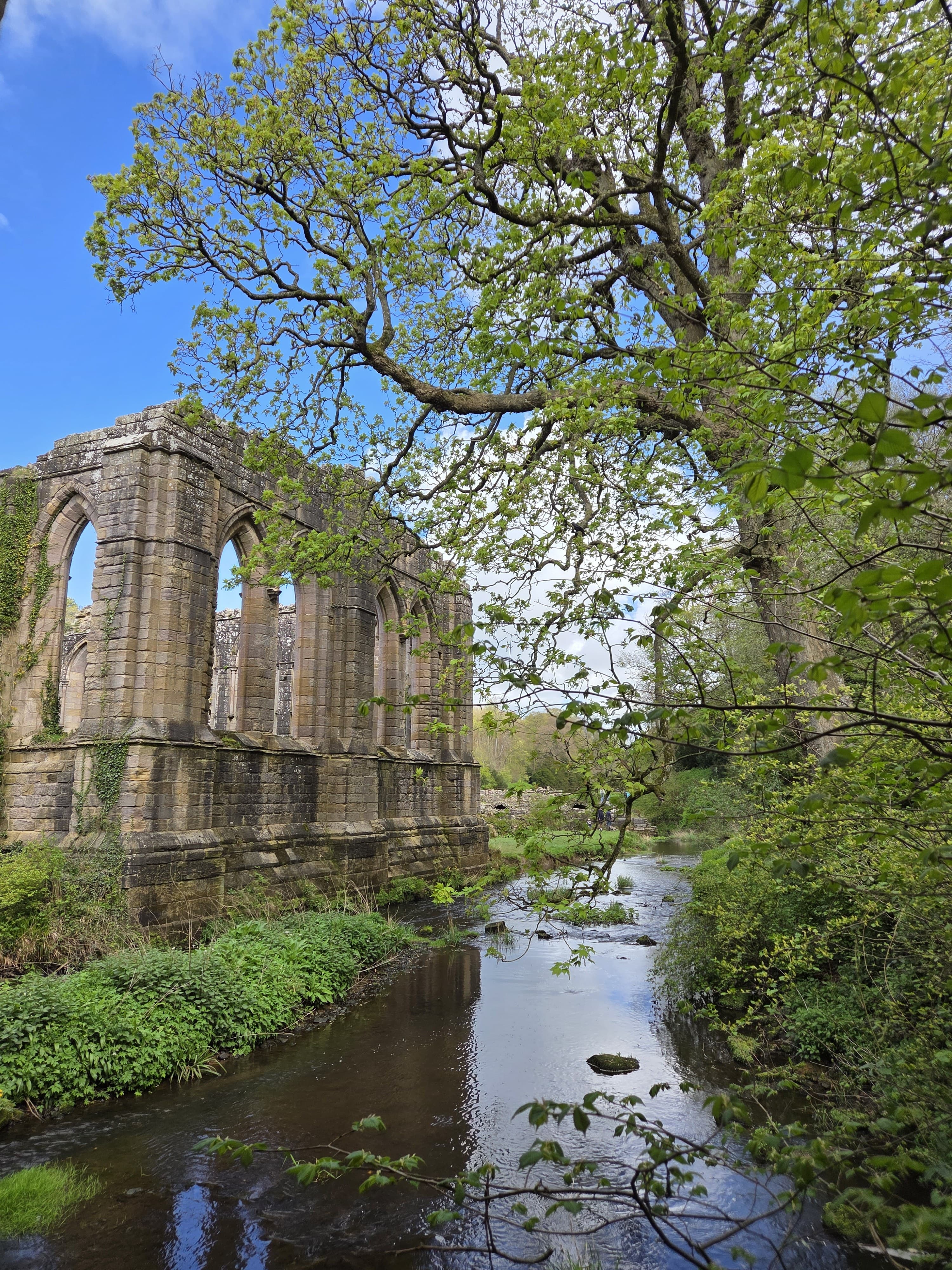Spring foliage framing the ancient stone arches of Fountains Abbey