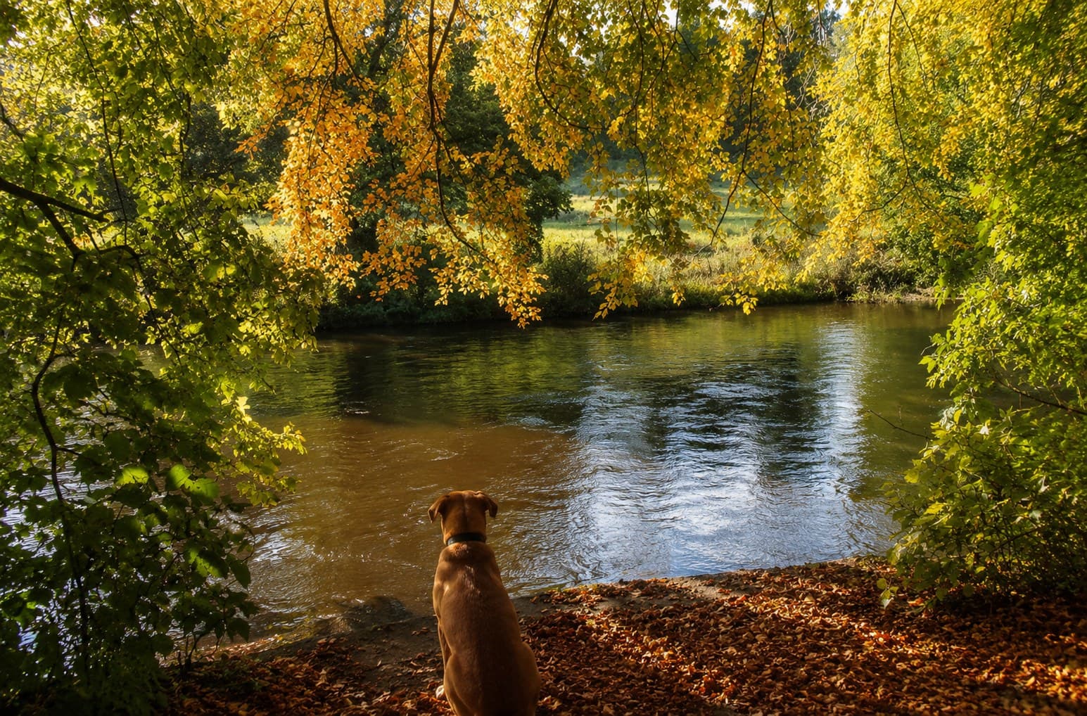 A dog sitting on the bank of the River Nidd looking out over the water under autumn leaves