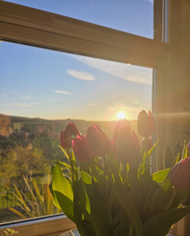 Tulips on a windowsill with golden dale views at sunset