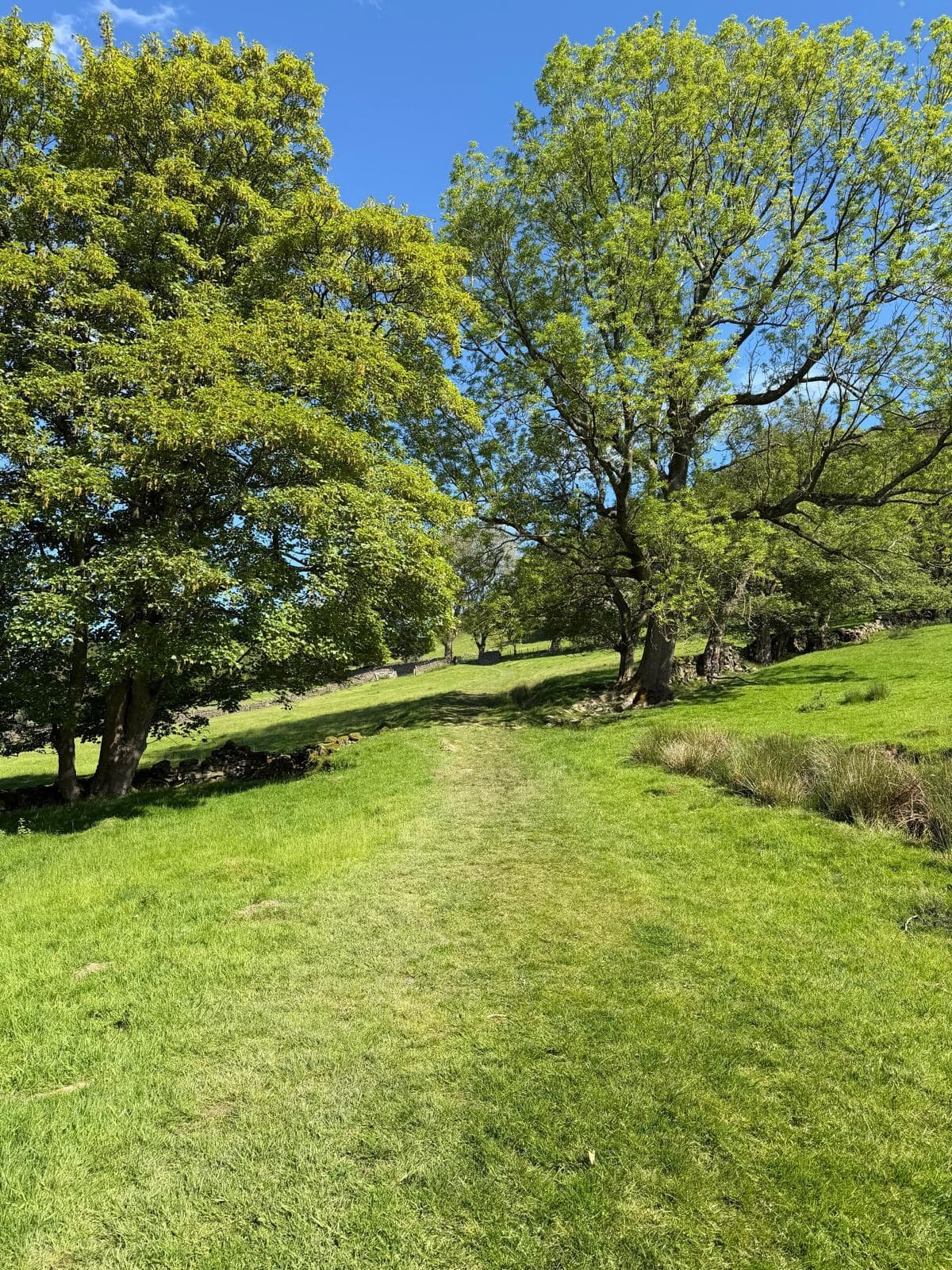 A grassy path winding through ancient oak trees on the way up to the moor