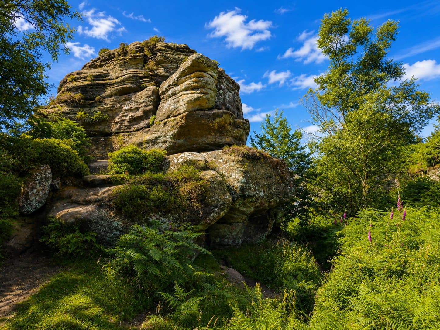 A large weathered gritstone formation rising above ferns and foxgloves at Brimham Rocks