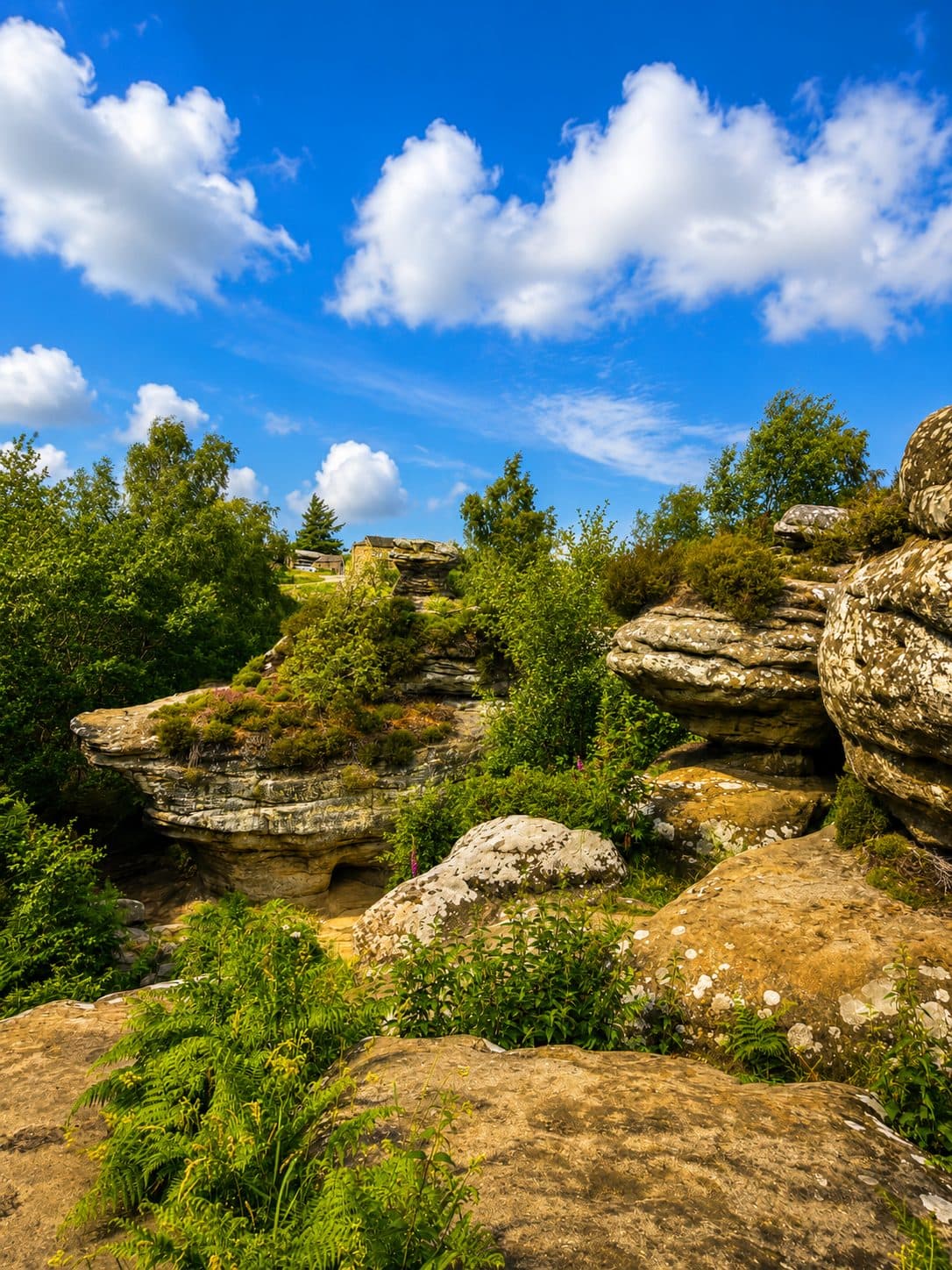 A mushroom-shaped rock formation at Brimham Rocks surrounded by ferns, with the visitor centre buildings in the distance