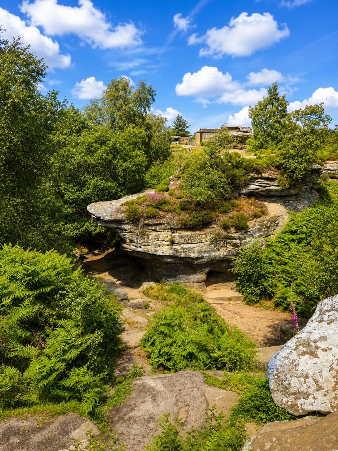 A sandy path winding between gritstone outcrops at Brimham Rocks, lined with ferns and heather