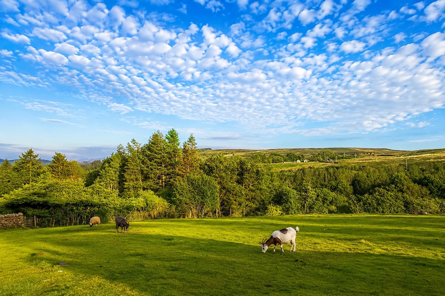 Rescued farm animals grazing together at Moorview Farm in Bewerley