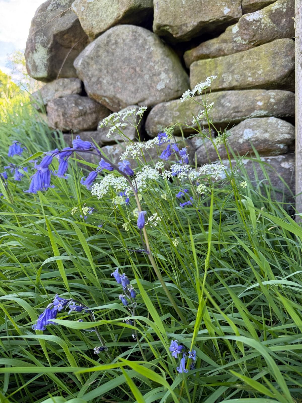 Bluebells and dry stone walls - the character of Nidderdale in spring
