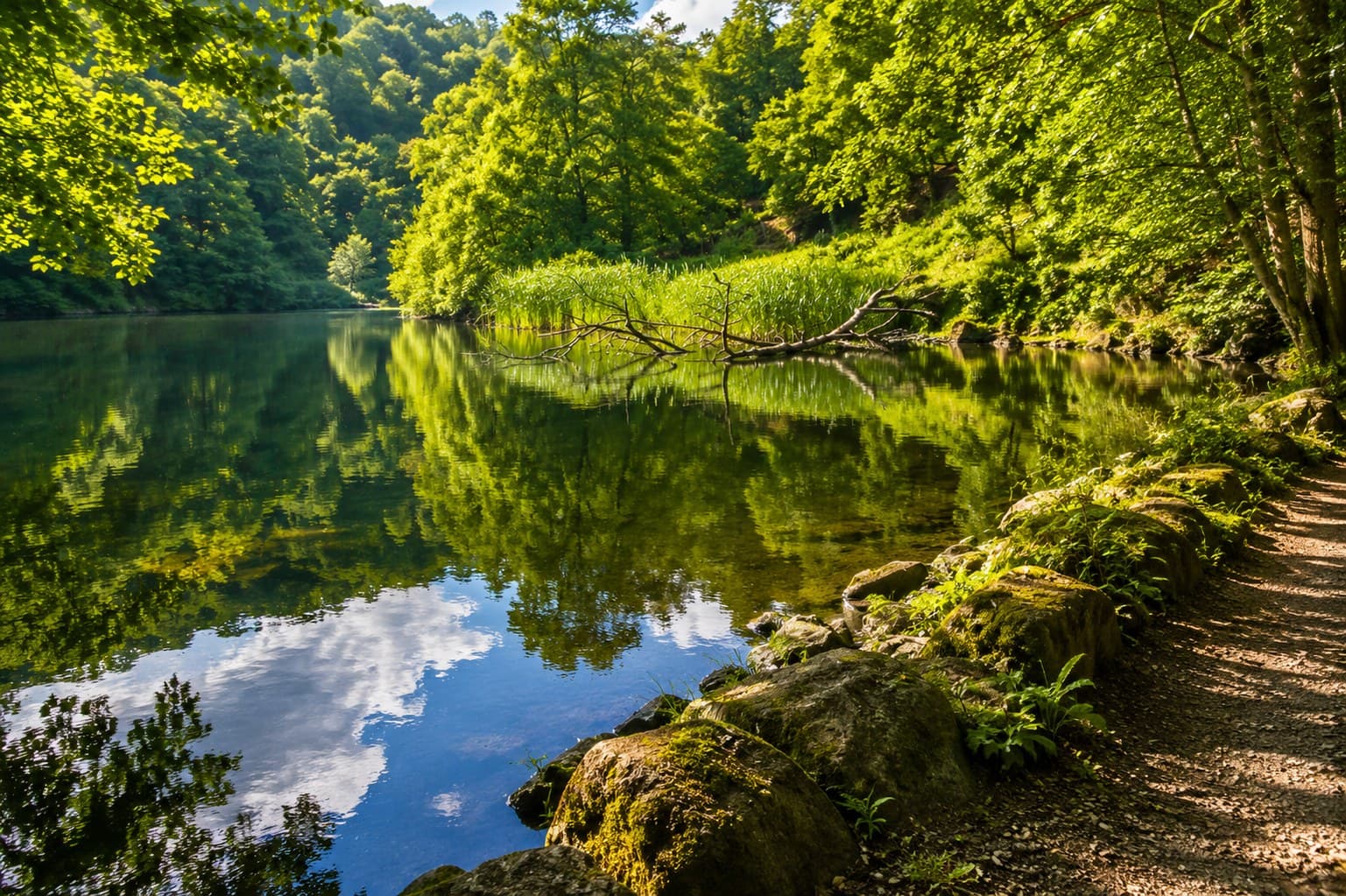 A calm wooded stretch of the River Nidd reflecting the trees on the riverside path near Pateley Bridge